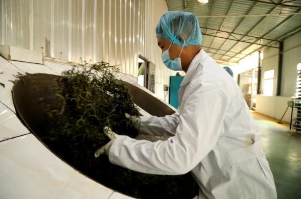 有关于普洱宁洱：做好绿色茶文章 共享健康产业福利的信息(3)