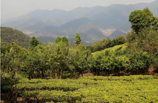 有关于普洱宁洱：做好绿色茶文章 共享健康产业福利的信息(1)