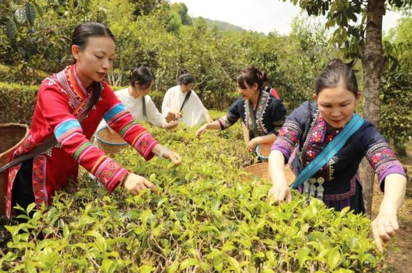 有关于普洱宁洱：做好绿色茶文章 共享健康产业福利的信息