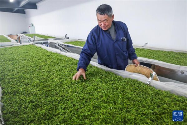 有关于让“春日经济”鲜起来 看春茶持续带动消费新亮点的消息(2)