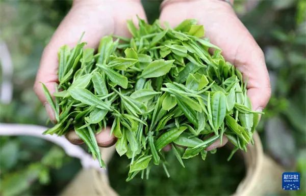 有关于让“春日经济”鲜起来 看春茶持续带动消费新亮点的消息(5)