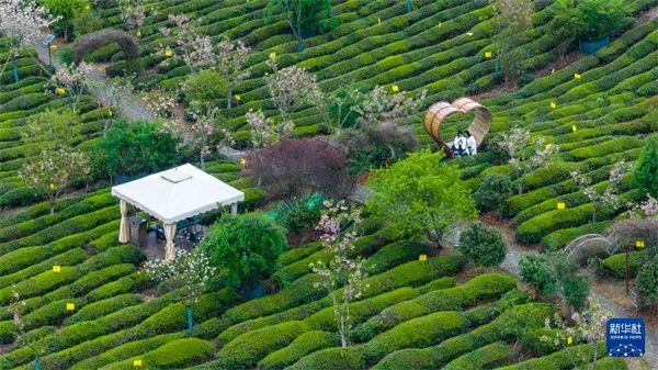 有关于让“春日经济”鲜起来 看春茶持续带动消费新亮点的消息(1)