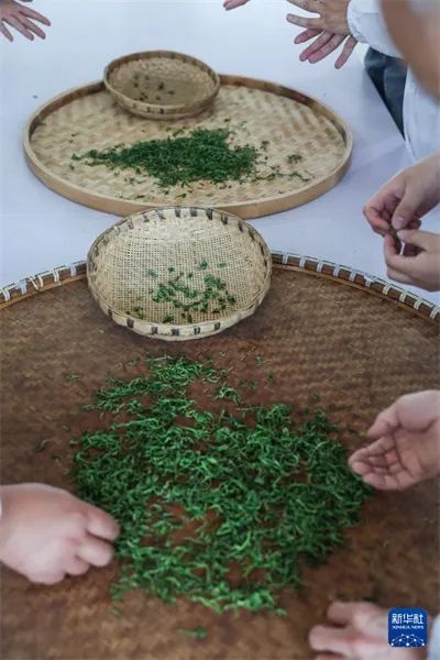 有关于让“春日经济”鲜起来 看春茶持续带动消费新亮点的消息(6)