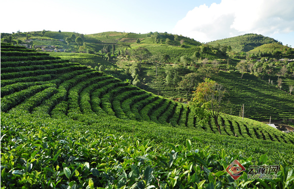 有关于第十三届勐海（国际）茶王节将于5月16日至19日举办的最新消息(1)