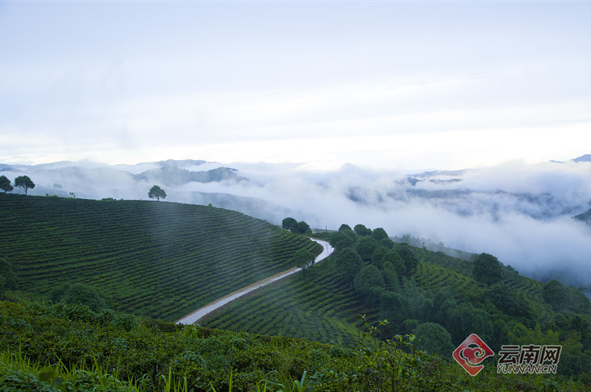 有关于第十三届勐海（国际）茶王节将于5月16日至19日举办的最新消息(2)