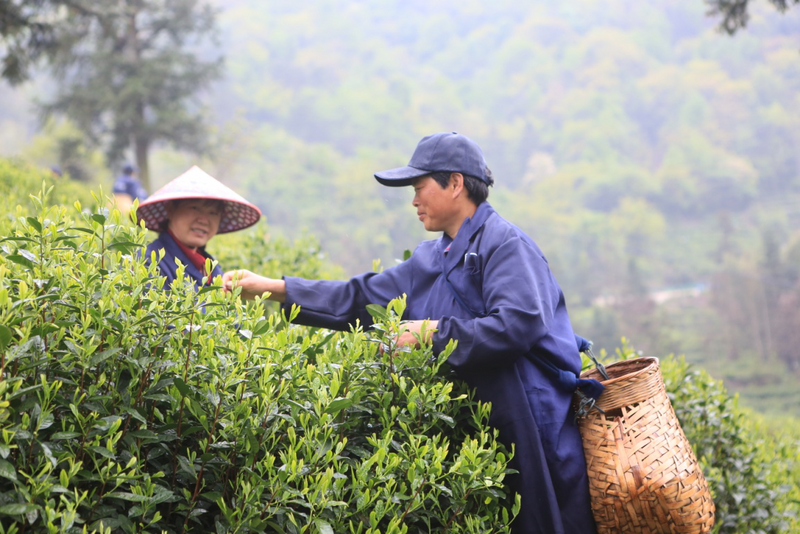 关于中国名茶之都·黄山2024第十八届太平猴魁茶文化旅游节活动于今日启幕的内容(3)