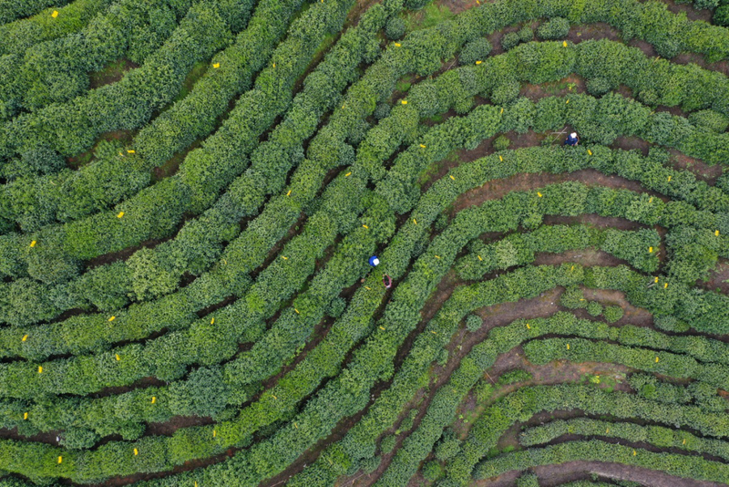关于中国名茶之都·黄山2024第十八届太平猴魁茶文化旅游节活动于今日启幕的内容(1)