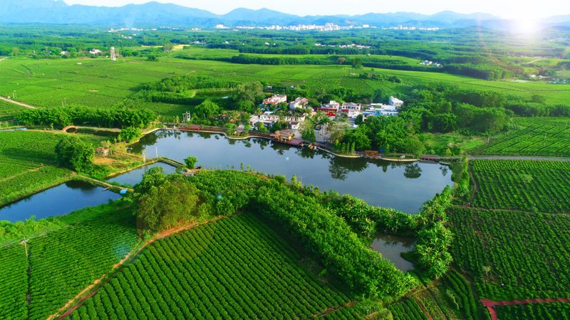 关于来自外太空的“茶礼”——“天造”的绝版茶园!的最新消息