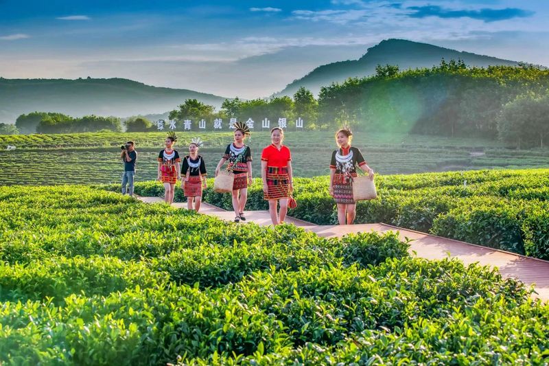 关于来自外太空的“茶礼”——“天造”的绝版茶园!的最新消息(2)