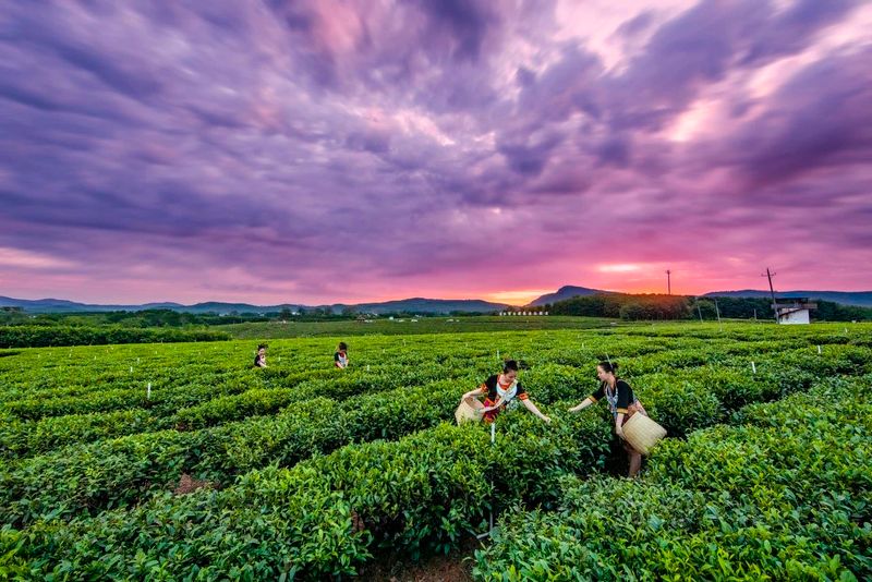 关于来自外太空的“茶礼”——“天造”的绝版茶园!的最新消息(11)