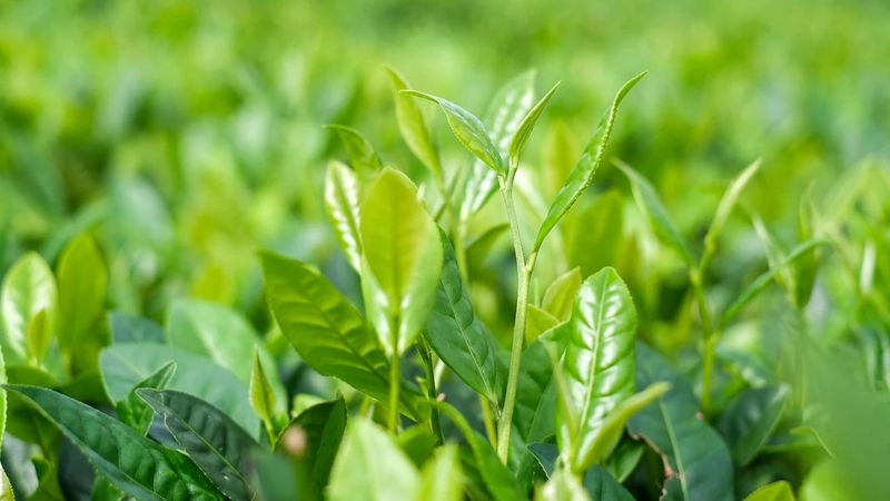 关于来自外太空的“茶礼”——“天造”的绝版茶园!的最新消息(12)