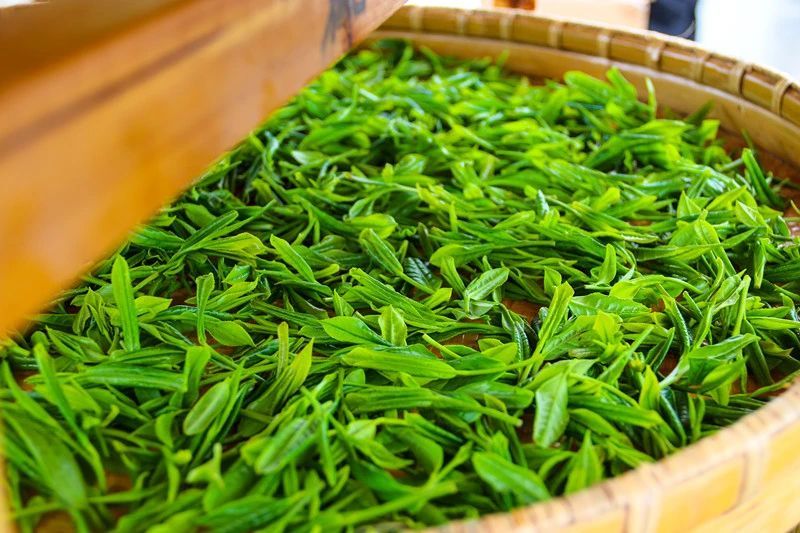 关于歙县滴水香茶旅文化节，启幕！的消息(15)