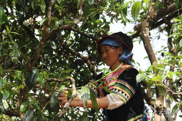 有关于普洱澜沧：春日采茶忙 古树茶飘香的相关信息(1)