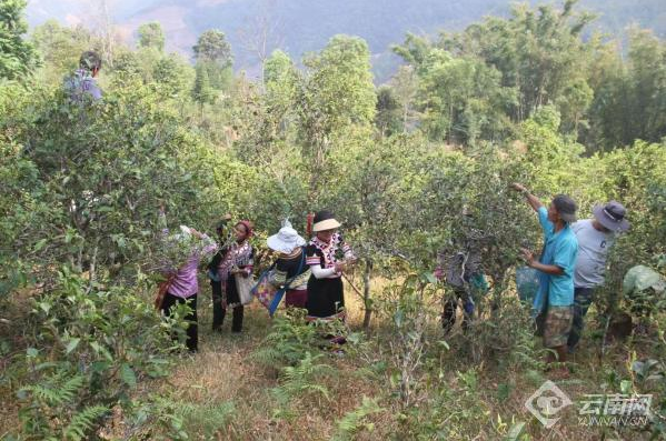 有关于普洱澜沧：春日采茶忙 古树茶飘香的相关信息(3)