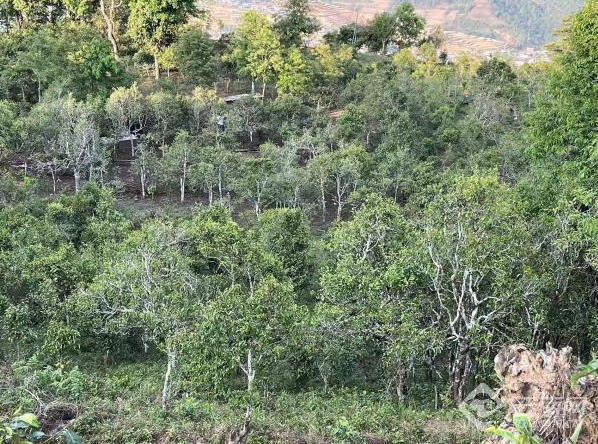 有关于普洱澜沧：春日采茶忙 古树茶飘香的相关信息