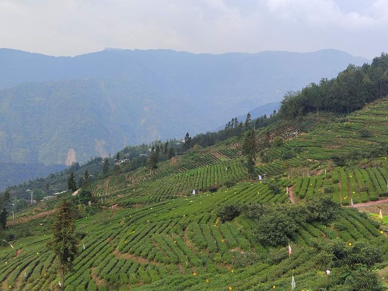 关于羌山一盏茶 喝出茶旅融合”“新滋味”的内容(1)