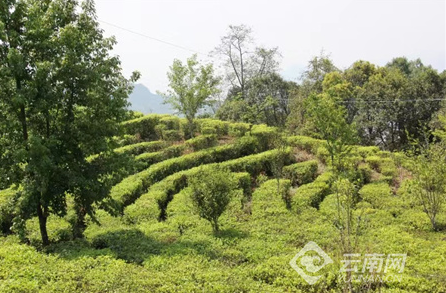 有关于大理巍山：满园茶飘香 春茶采制忙的内容