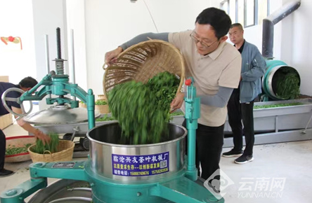 有关于大理巍山：满园茶飘香 春茶采制忙的内容(2)