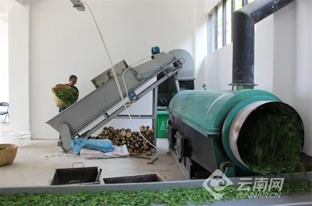 有关于大理巍山：满园茶飘香 春茶采制忙的内容(3)