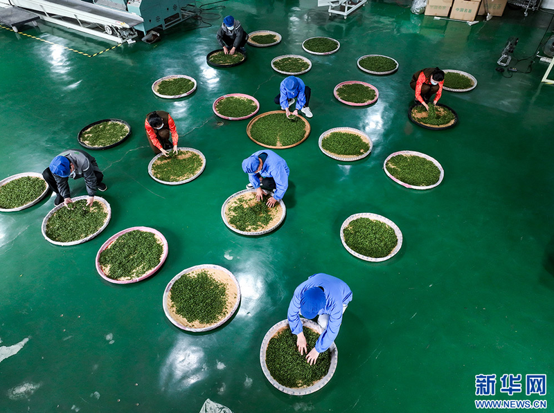 关于湖北孝昌：春茶采摘忙的相关信息(3)