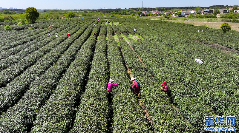 关于湖北孝昌：春茶采摘忙的相关信息(1)