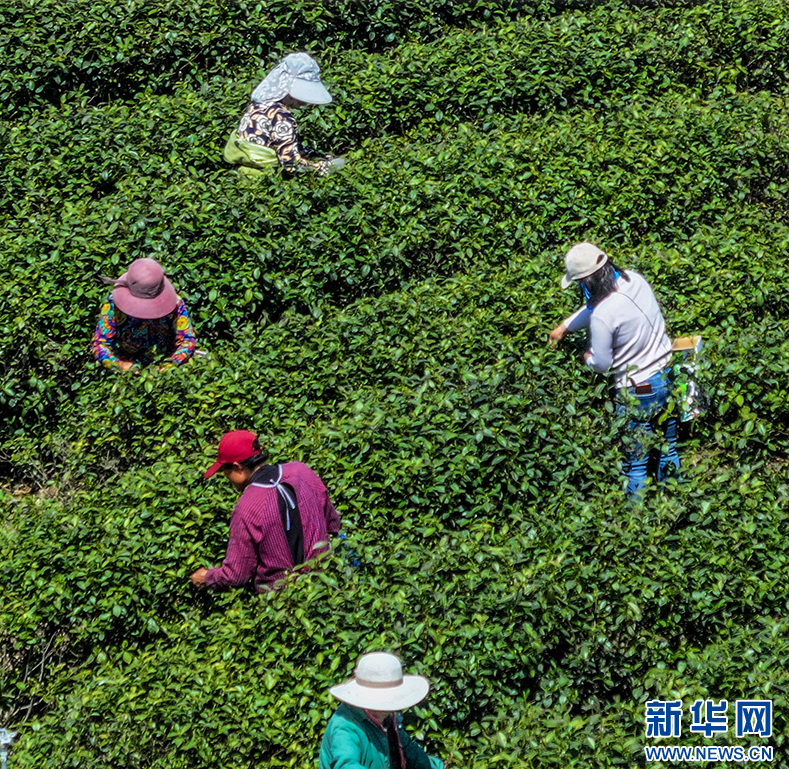 关于湖北孝昌：春茶采摘忙的相关信息(2)