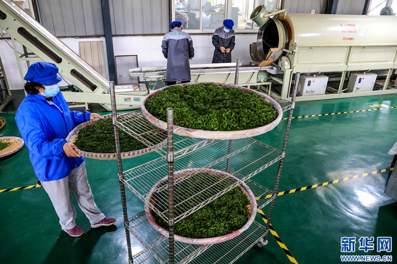 关于湖北孝昌：春茶采摘忙的相关信息(5)