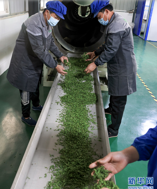 关于湖北孝昌：春茶采摘忙的相关信息(4)