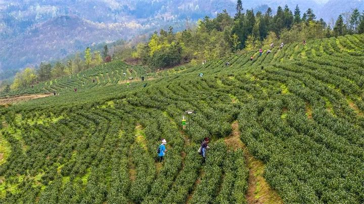 有关于“富茶精采” 盘州“茶二代”问计新茶道的相关信息