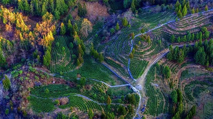 有关于“富茶精采” 盘州“茶二代”问计新茶道的相关信息(1)