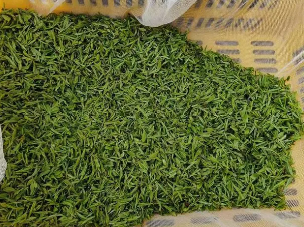 关于陕西石泉县：春茶“抢鲜”采 喜摘“致富叶”的资讯(1)