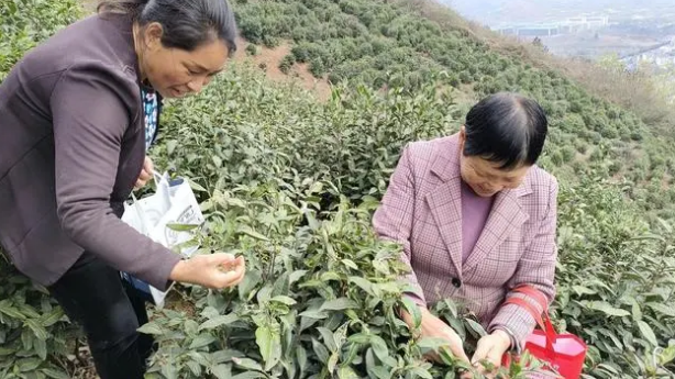 关于陕西石泉县：春茶“抢鲜”采 喜摘“致富叶”的资讯