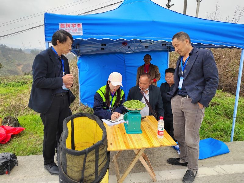 关于都匀毛尖一季度产值达18.11亿元的最新消息(8)