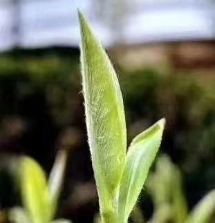 关于都匀毛尖一季度产值达18.11亿元的最新消息(15)