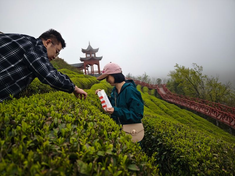 关于都匀毛尖一季度产值达18.11亿元的最新消息(6)