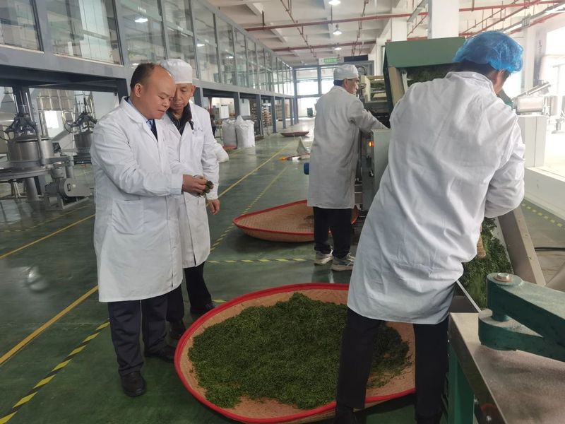 关于都匀毛尖一季度产值达18.11亿元的最新消息