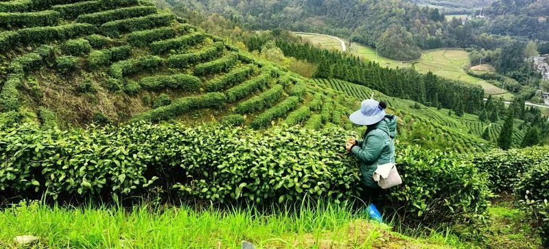 关于都匀毛尖一季度产值达18.11亿元的最新消息(9)