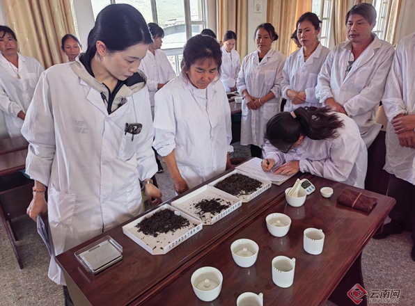关于普洱镇沅开展评茶师培训，提升茶产业发展水平的内容