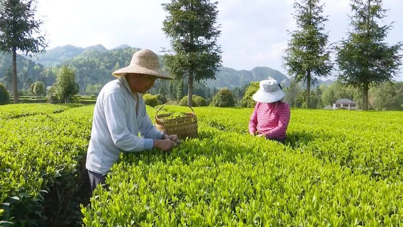 有关于凤冈县启动“天兵利剑” 行动 从源头管控茶叶质量安全关的信息(1)