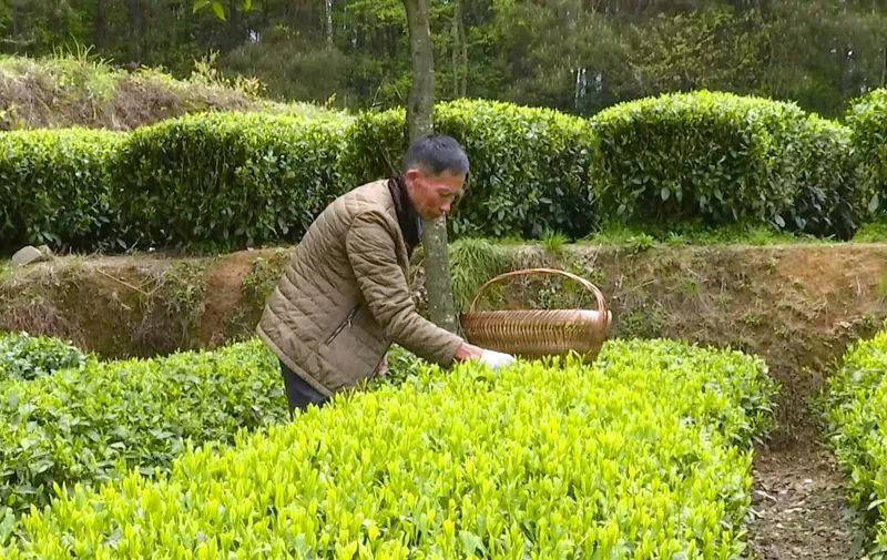 有关于凤冈县启动“天兵利剑” 行动 从源头管控茶叶质量安全关的信息(2)