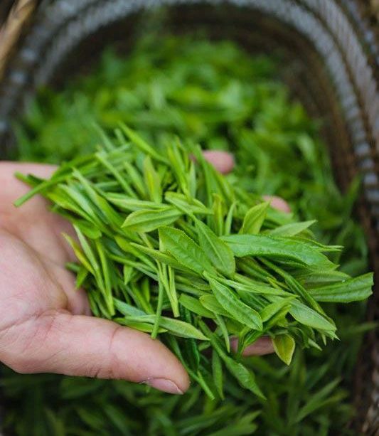 有关于安徽省春茶地理标志保护专项行动暨第十二届泾县兰香（汀溪）采摘节正式启动的信息(11)