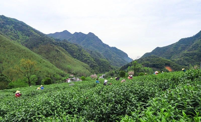 有关于安徽省春茶地理标志保护专项行动暨第十二届泾县兰香（汀溪）采摘节正式启动的信息(10)