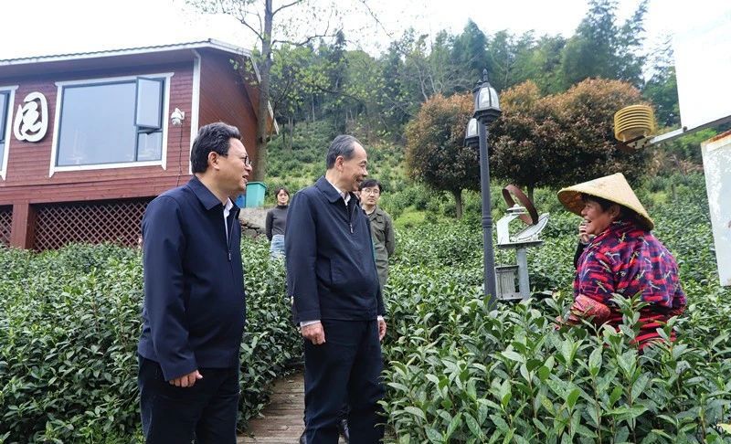 有关于安徽省春茶地理标志保护专项行动暨第十二届泾县兰香（汀溪）采摘节正式启动的信息(8)