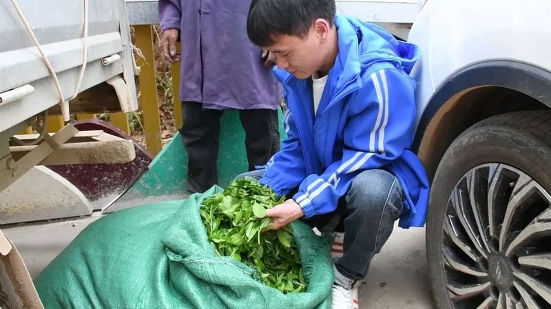有关于临沧临翔：茶农采茶忙 物流助销畅的消息(1)