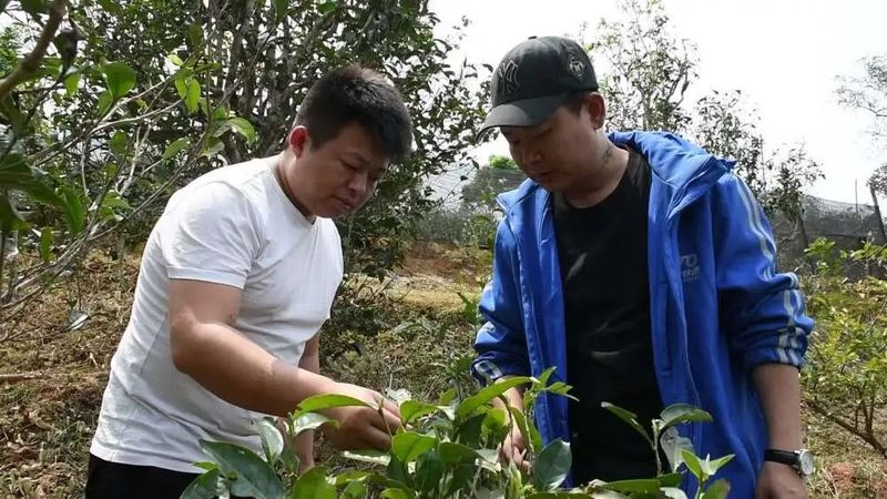 有关于临沧临翔：茶农采茶忙 物流助销畅的消息