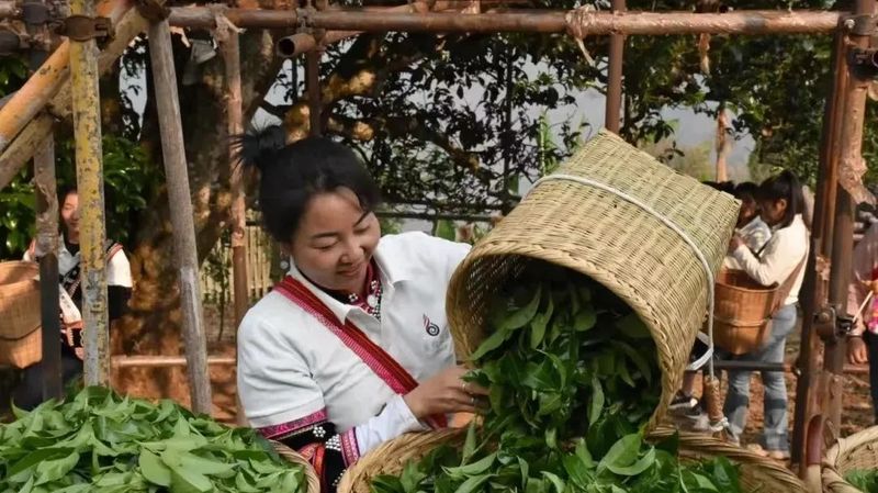 有关于澜沧：邦崴千年过渡型古茶王采摘鲜叶70.8公斤的最新消息(2)