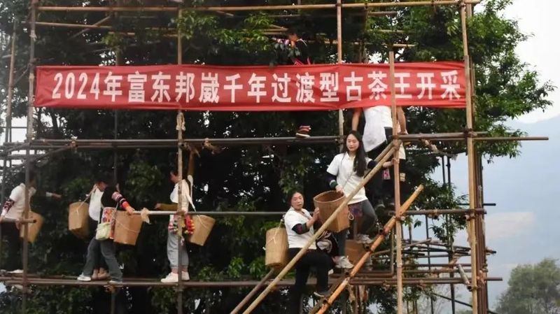 有关于澜沧：邦崴千年过渡型古茶王采摘鲜叶70.8公斤的最新消息