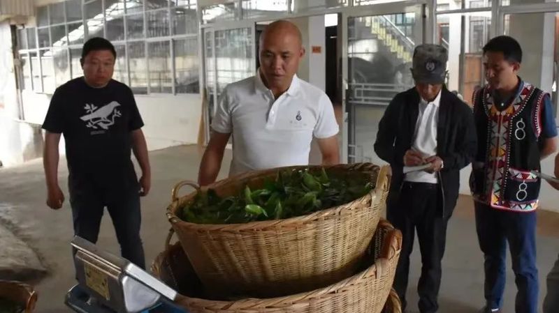 有关于澜沧：邦崴千年过渡型古茶王采摘鲜叶70.8公斤的最新消息(3)