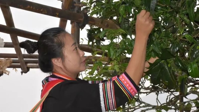 有关于澜沧：邦崴千年过渡型古茶王采摘鲜叶70.8公斤的最新消息(1)