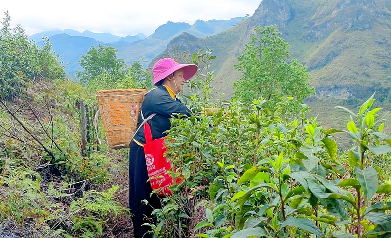 关于麻栗坡县马街乡春茶进入采收季​的信息